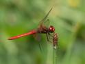 Sympetrum illotum (Cardinal Meadowhawk)-2.jpg